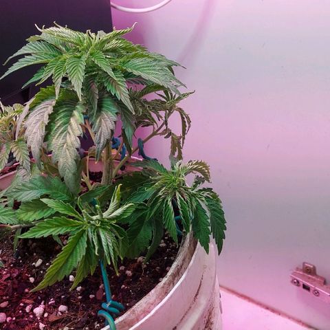 PURPLE DIESEL 2 growlog timeline photo