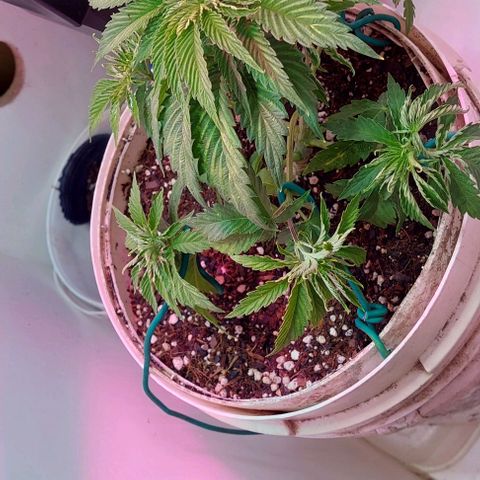 PURPLE DIESEL 2 growlog timeline photo
