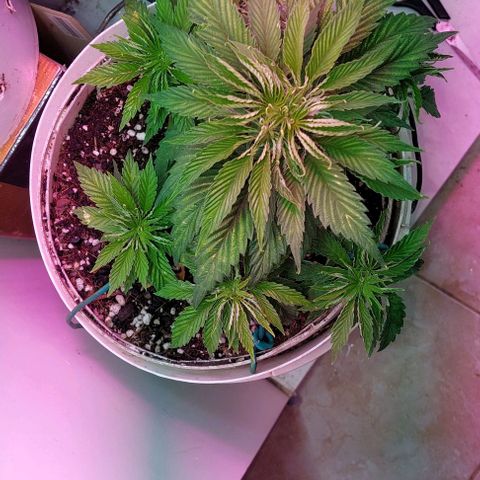 PURPLE DIESEL 2 growlog timeline photo