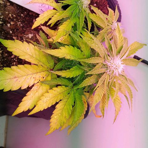 Auto power plant growlog timeline photo