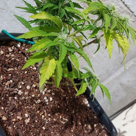 Auto power plant growlog timeline photo
