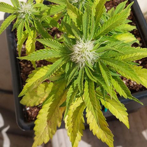 Auto power plant growlog timeline photo