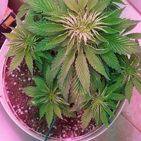 PURPLE DIESEL 2 growlog timeline photo