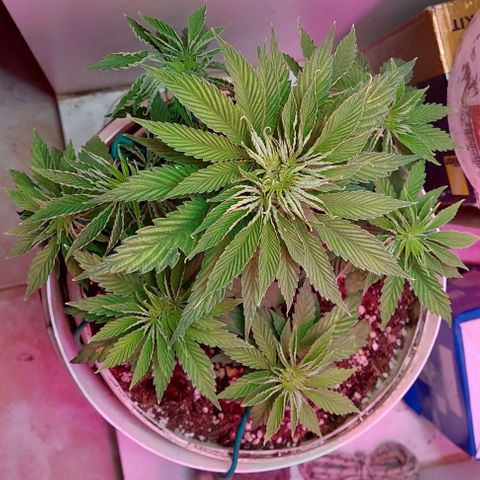 PURPLE DIESEL 2 growlog timeline photo