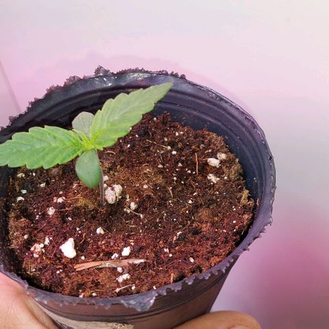 Jack herer growlog timeline photo