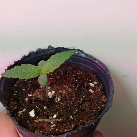 Jack herer growlog timeline photo