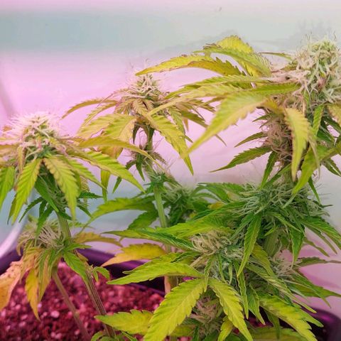 Auto power plant growlog timeline photo