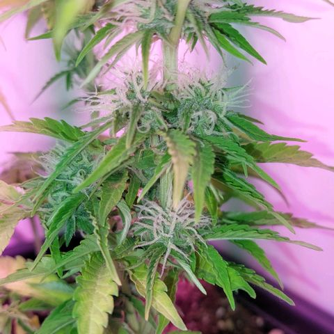 Auto power plant growlog timeline photo