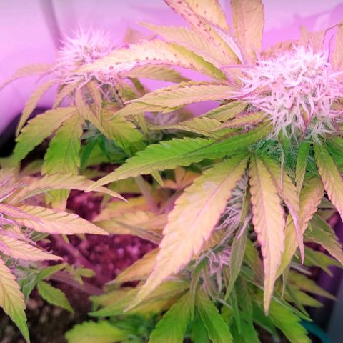 Auto power plant growlog timeline photo