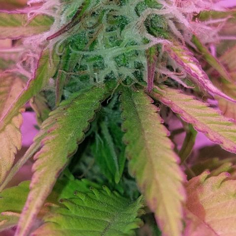 Auto power plant growlog timeline photo