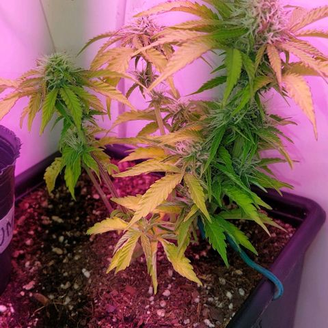 Auto power plant growlog timeline photo