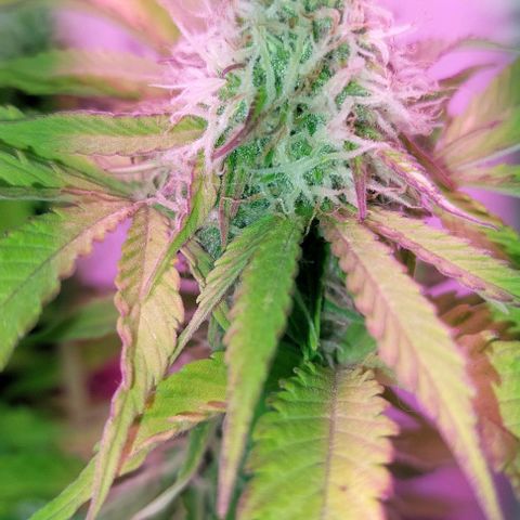 Auto power plant growlog timeline photo