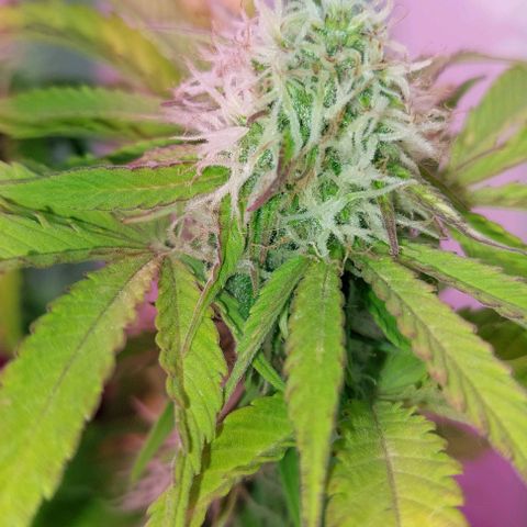 Auto power plant growlog timeline photo