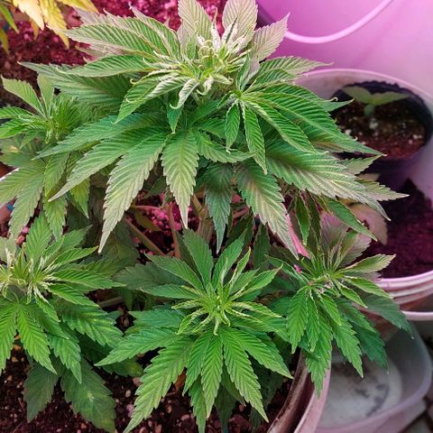 PURPLE DIESEL 2 growlog timeline photo