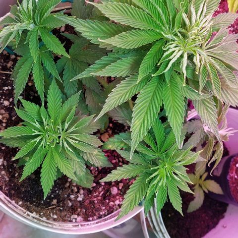 PURPLE DIESEL 2 growlog timeline photo