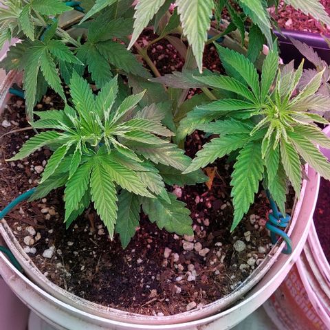 PURPLE DIESEL 2 growlog timeline photo