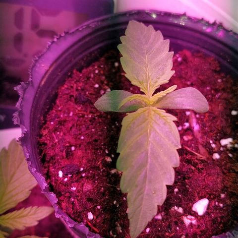 Jack herer growlog timeline photo