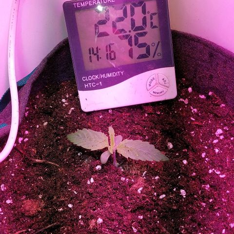 Jack herer growlog timeline photo