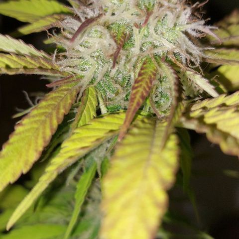 Auto power plant growlog timeline photo