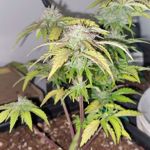 Auto power plant growlog timeline photo