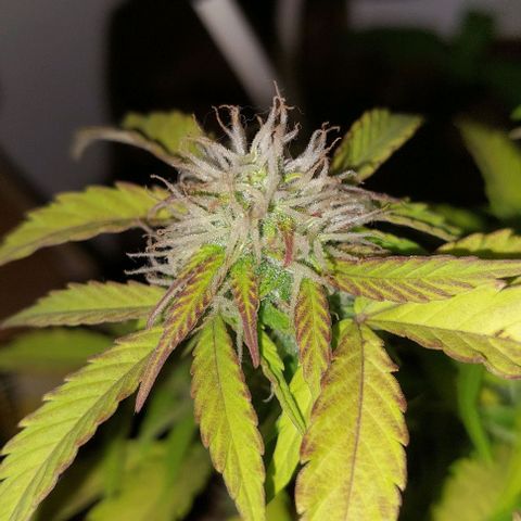 Auto power plant growlog timeline photo