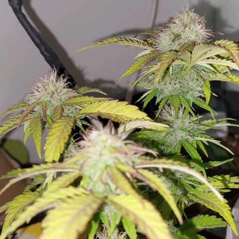 Auto power plant growlog timeline photo