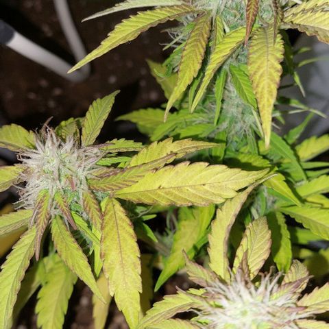 Auto power plant growlog timeline photo