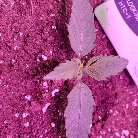 Jack herer growlog timeline photo