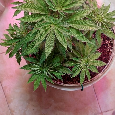 PURPLE DIESEL 2 growlog photo: Apical realizadaq