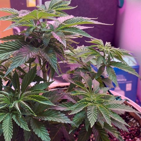PURPLE DIESEL 2 growlog photo: Apical realizadaq