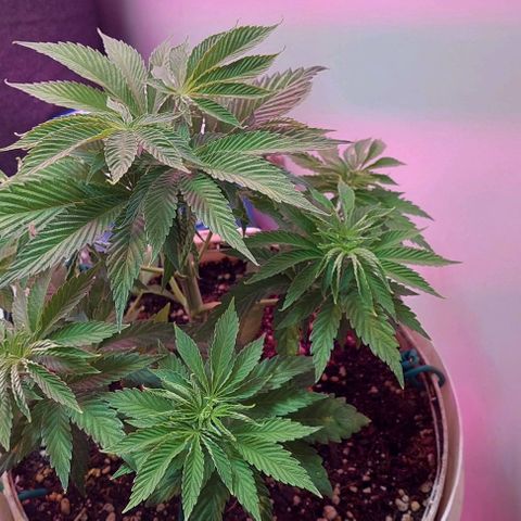 PURPLE DIESEL 2 growlog timeline photo