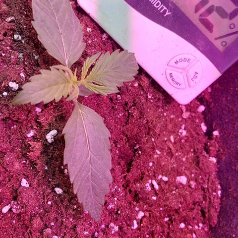 Jack herer growlog timeline photo