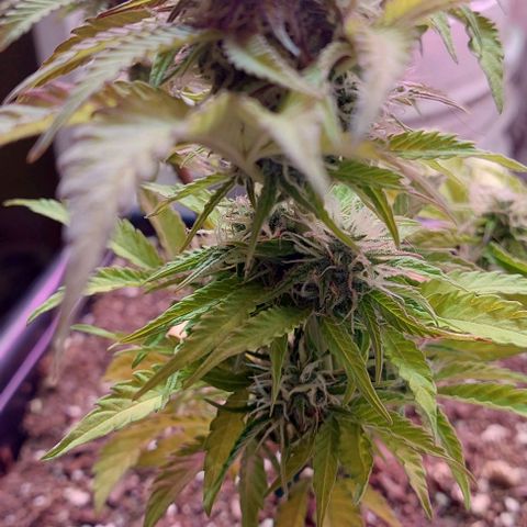 Auto power plant growlog timeline photo