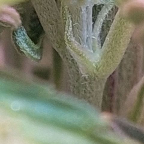 PURPLE DIESEL 2 growlog photo: Hermosa nena, muy aromática, de pequeña