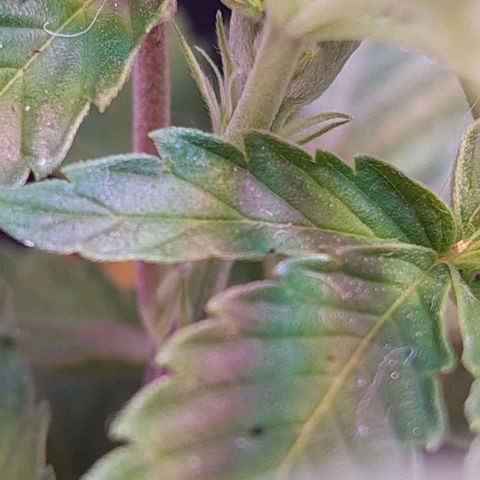 PURPLE DIESEL 2 growlog photo: Hermosa nena, muy aromática, de pequeña