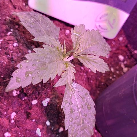 Jack herer growlog timeline photo