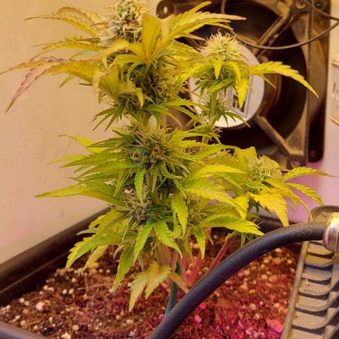 Auto power plant growlog timeline photo
