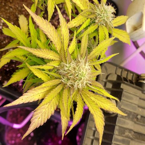 Auto power plant growlog timeline photo