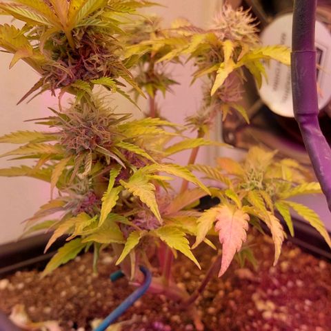 Auto power plant growlog timeline photo