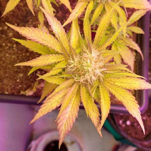 Auto power plant growlog timeline photo