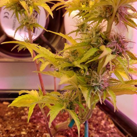 Auto power plant growlog timeline photo
