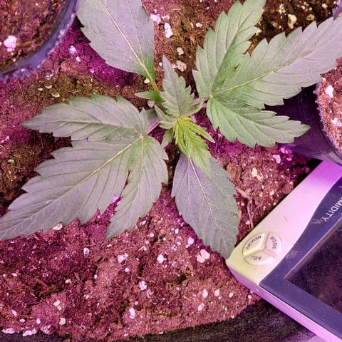 Jack herer growlog timeline photo