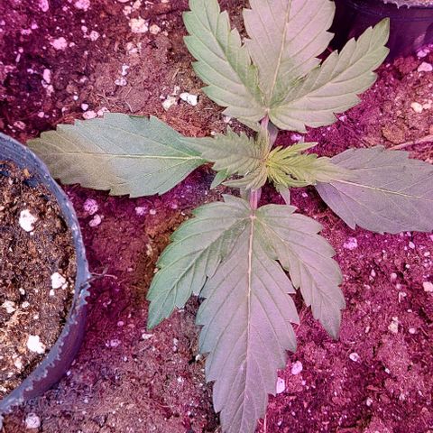 Jack herer growlog timeline photo