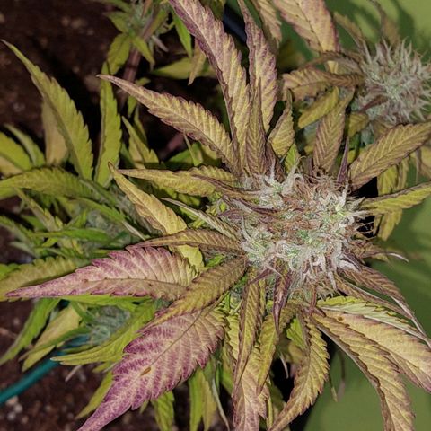 Auto power plant growlog timeline photo