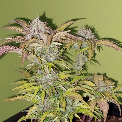 Auto power plant growlog timeline photo