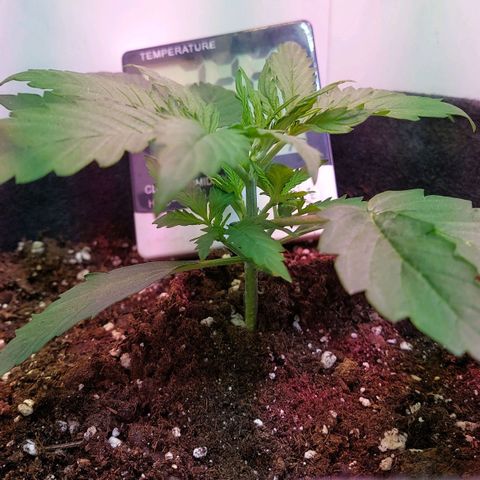Jack herer growlog timeline photo