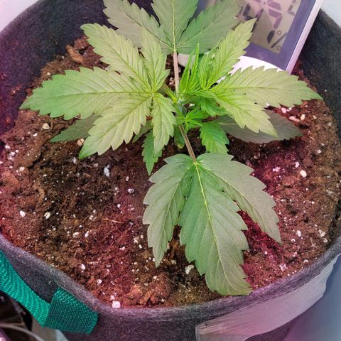 Jack herer growlog timeline photo