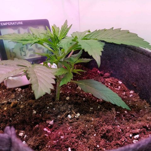 Jack herer growlog timeline photo