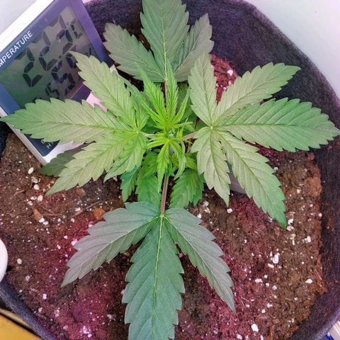 Jack herer growlog timeline photo