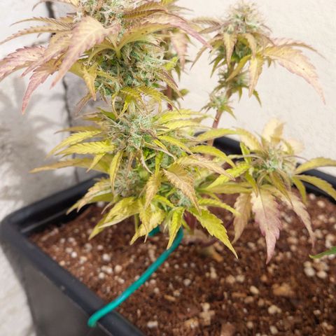 Auto power plant growlog timeline photo